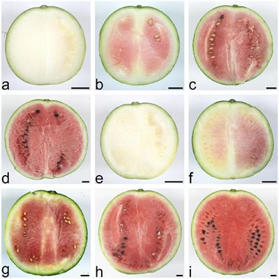 Grafting Delays Watermel on Fruit Ripening by Altering Gene Expression of ABA Centric Phytohormone Signaling